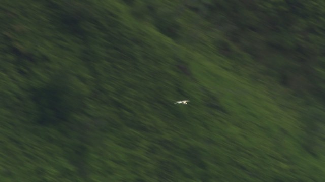 Weißschwanz-Tropikvogel (dorotheae) - ML485516