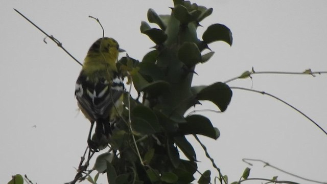 White-tailed Iora - ML485516071