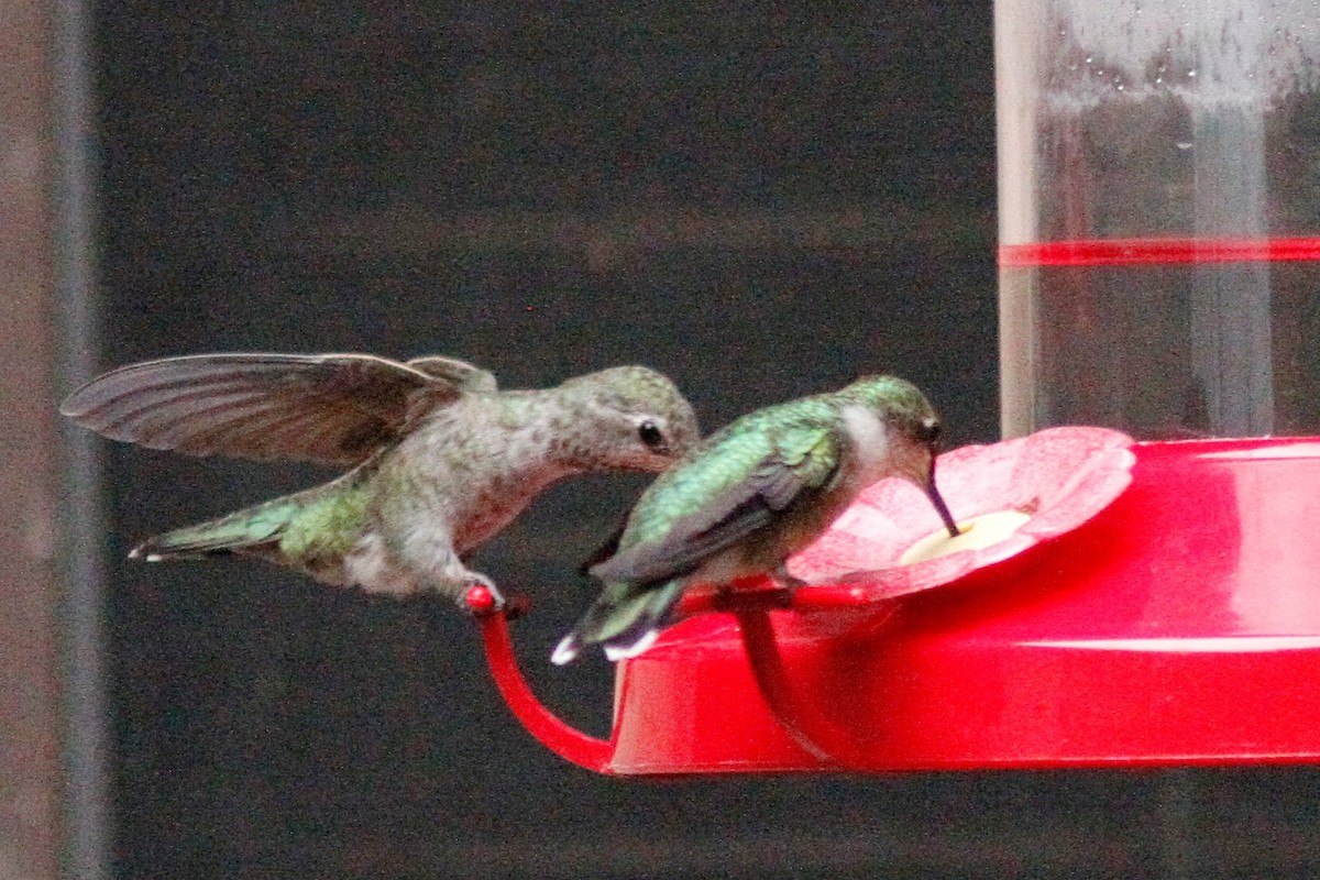 Ruby-throated Hummingbird - Noah Gaines