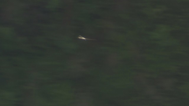 White-tailed Tropicbird (Pacific) - ML485517