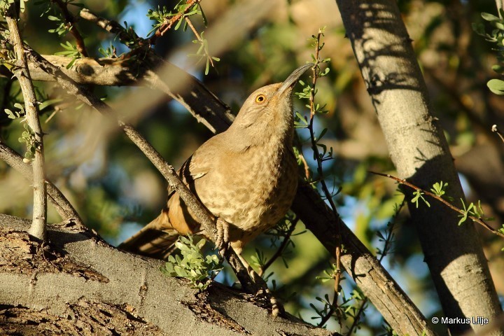 Curve-billed Thrasher - ML485517961