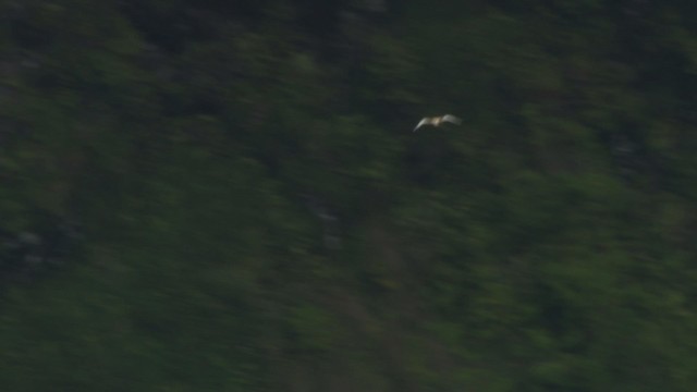 Weißschwanz-Tropikvogel (dorotheae) - ML485518