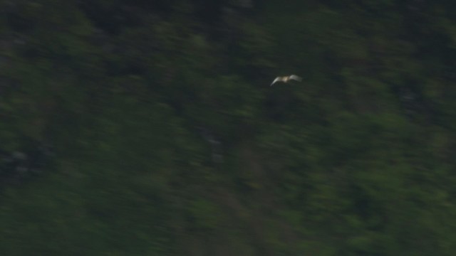 White-tailed Tropicbird (Pacific) - ML485518