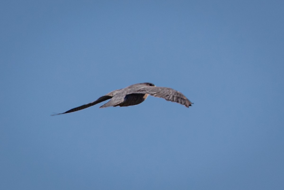 Peregrine Falcon - ML485518751