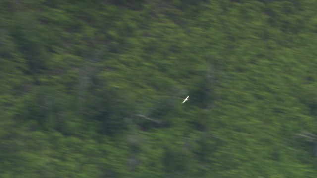 White-tailed Tropicbird (Pacific) - ML485519