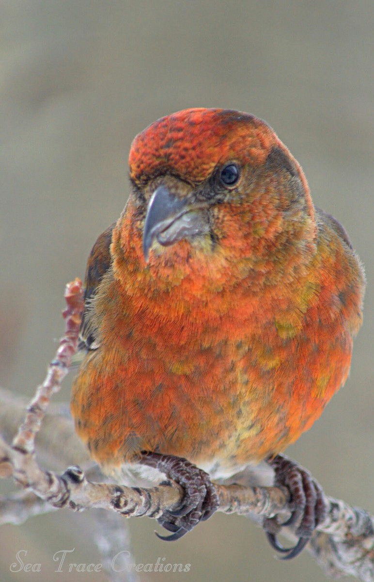 Red Crossbill - ML48552001