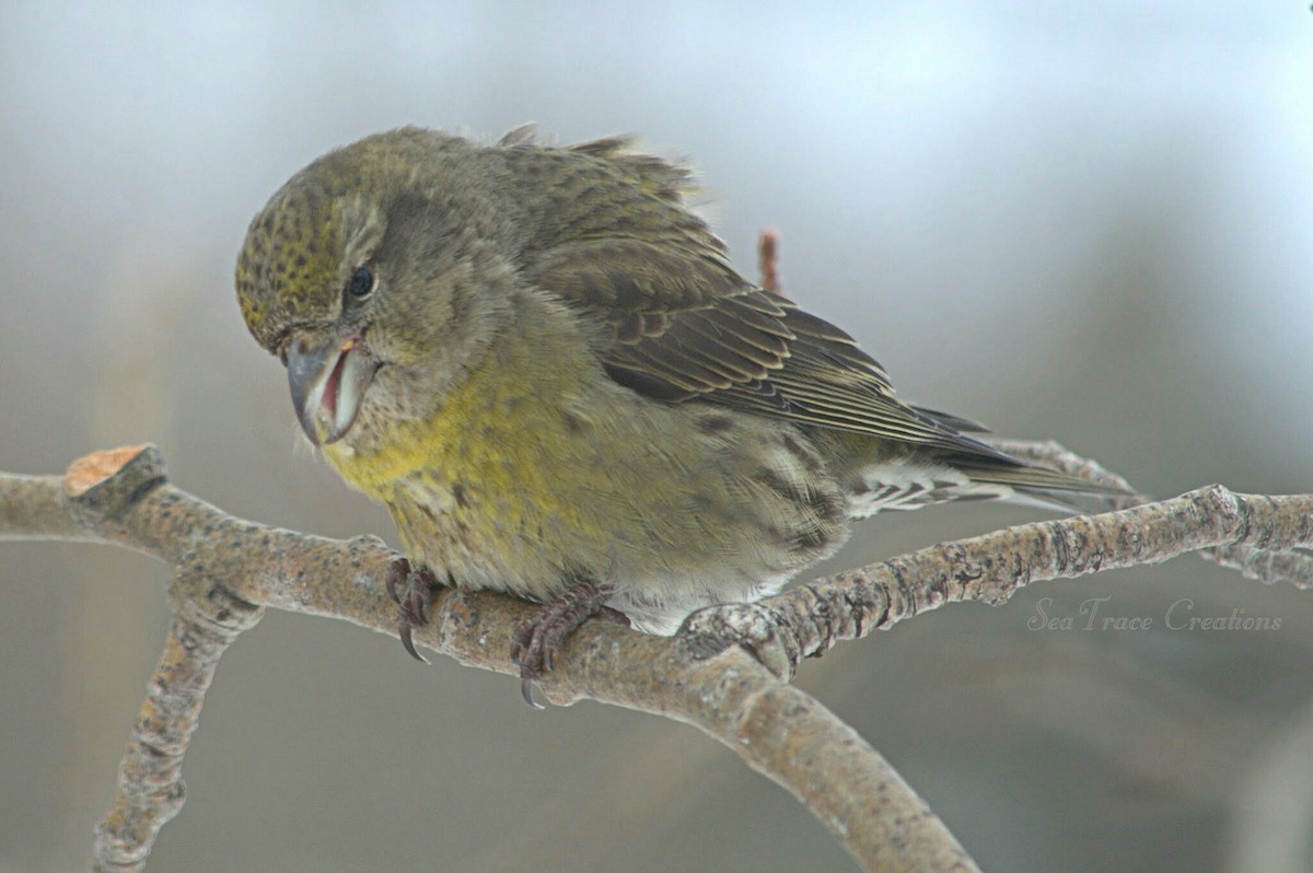 צלוב-מקור אדום - ML48552011