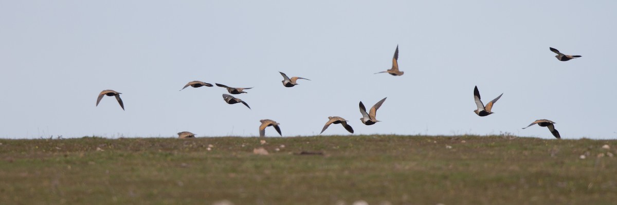 Black-bellied Sandgrouse - Simon Colenutt