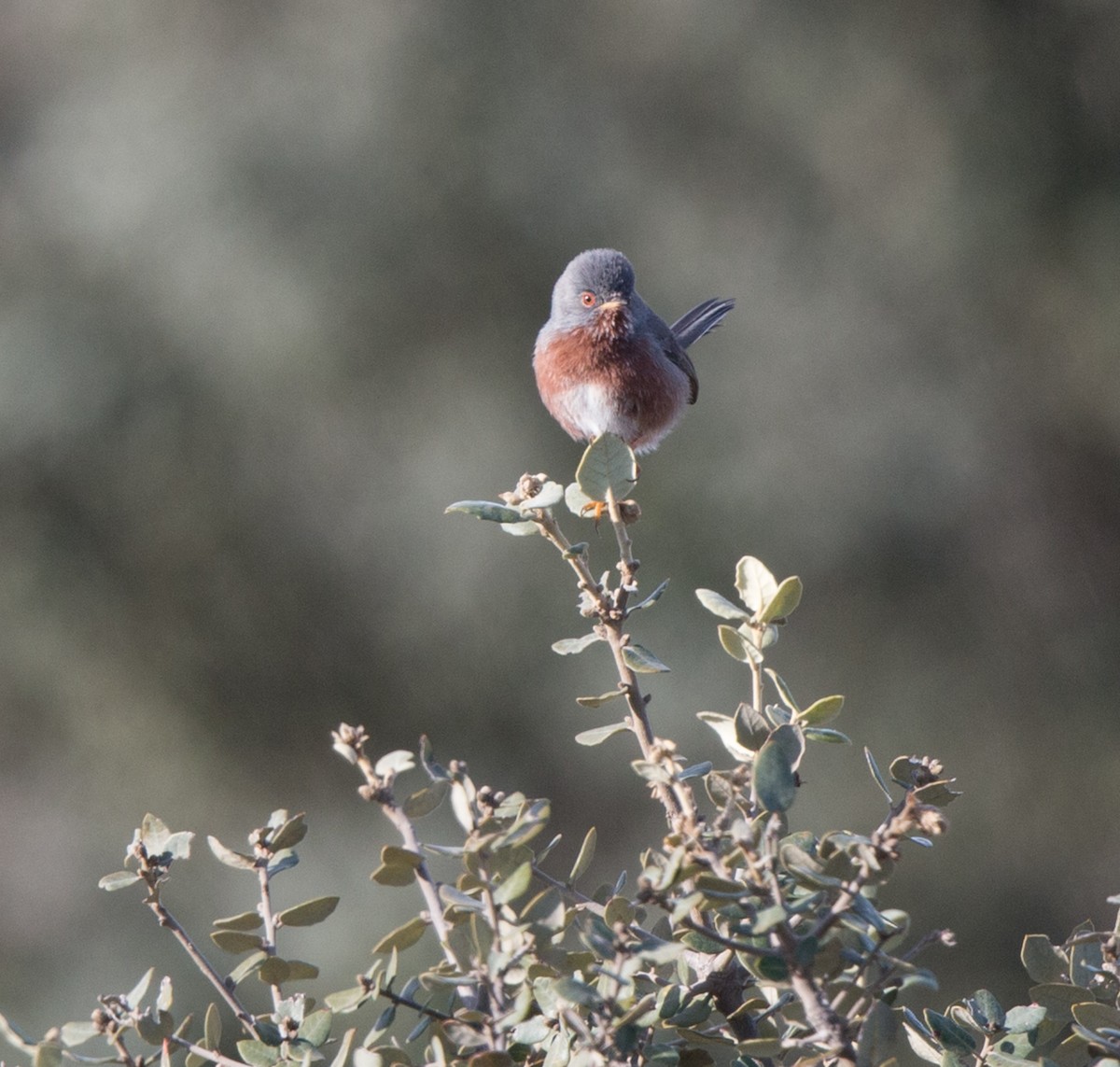 Dartford Warbler - Simon Colenutt