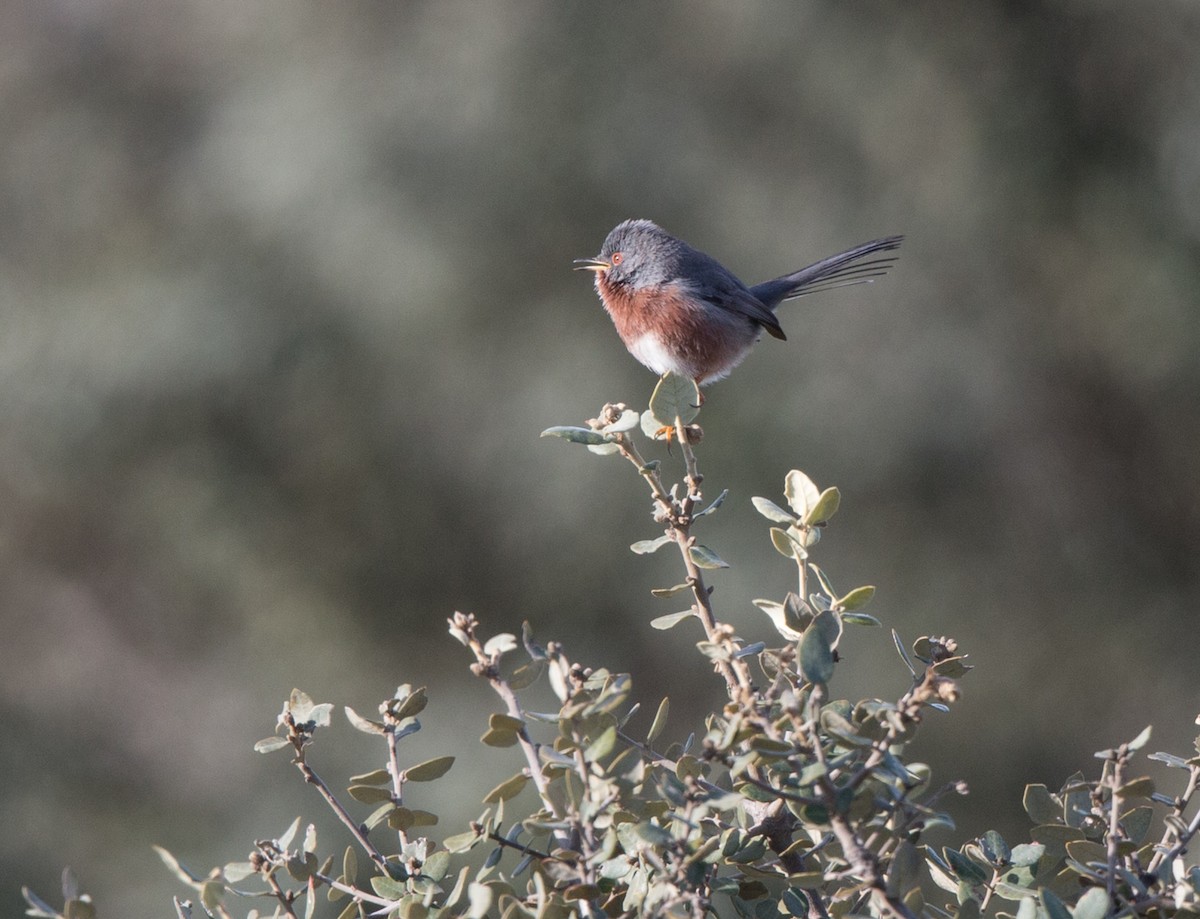 Dartford Warbler - Simon Colenutt