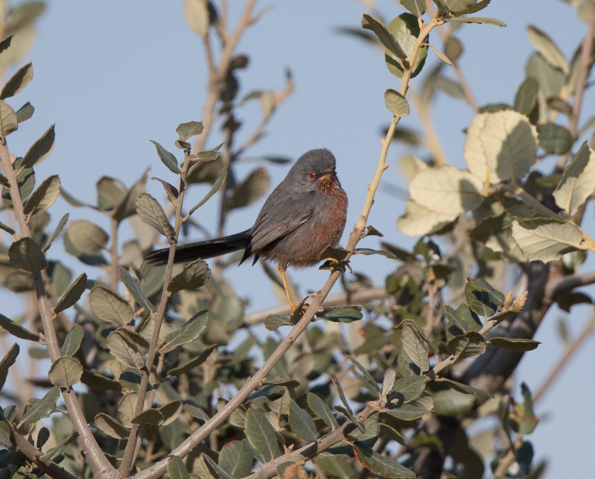 Dartford Warbler - ML485521211