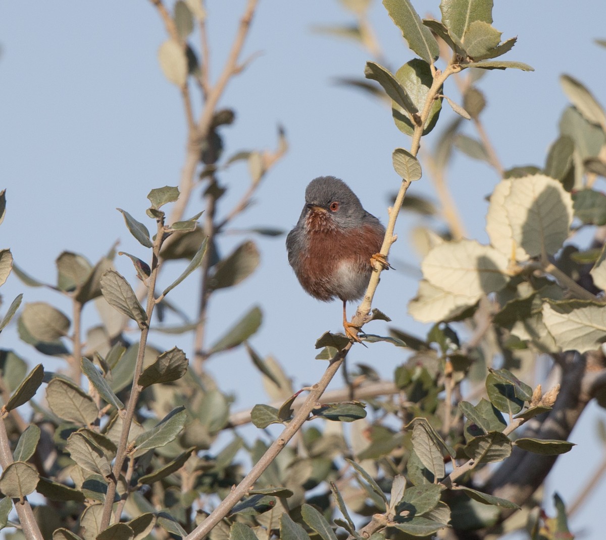 Dartford Warbler - Simon Colenutt