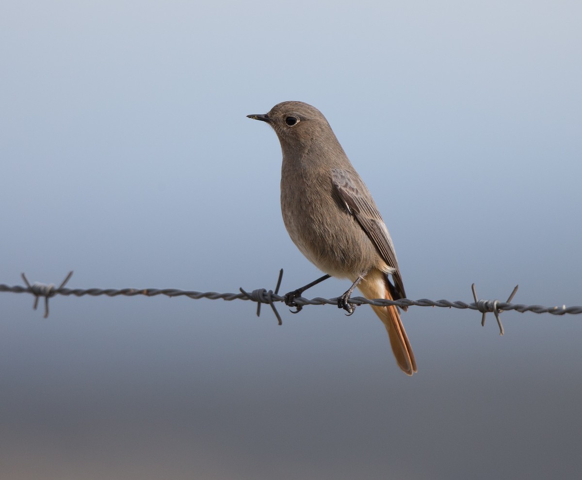 Black Redstart (Western) - Simon Colenutt