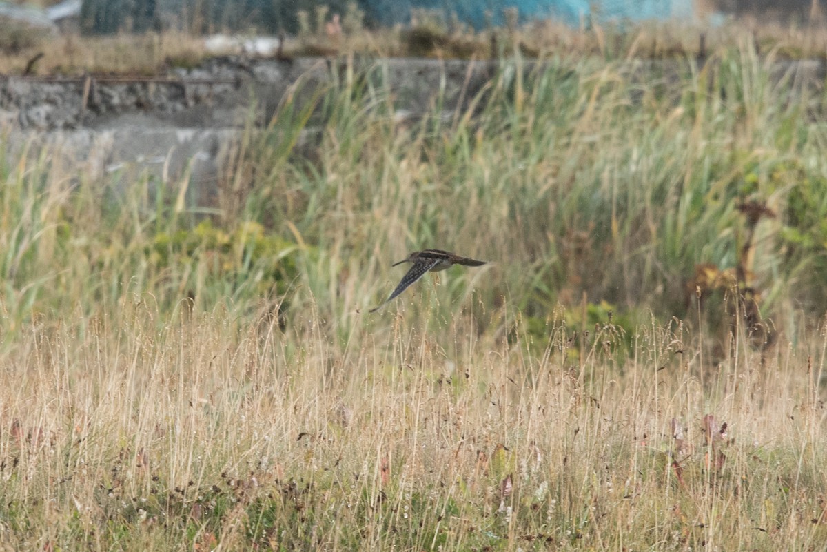 Wilson's Snipe - ML485521581