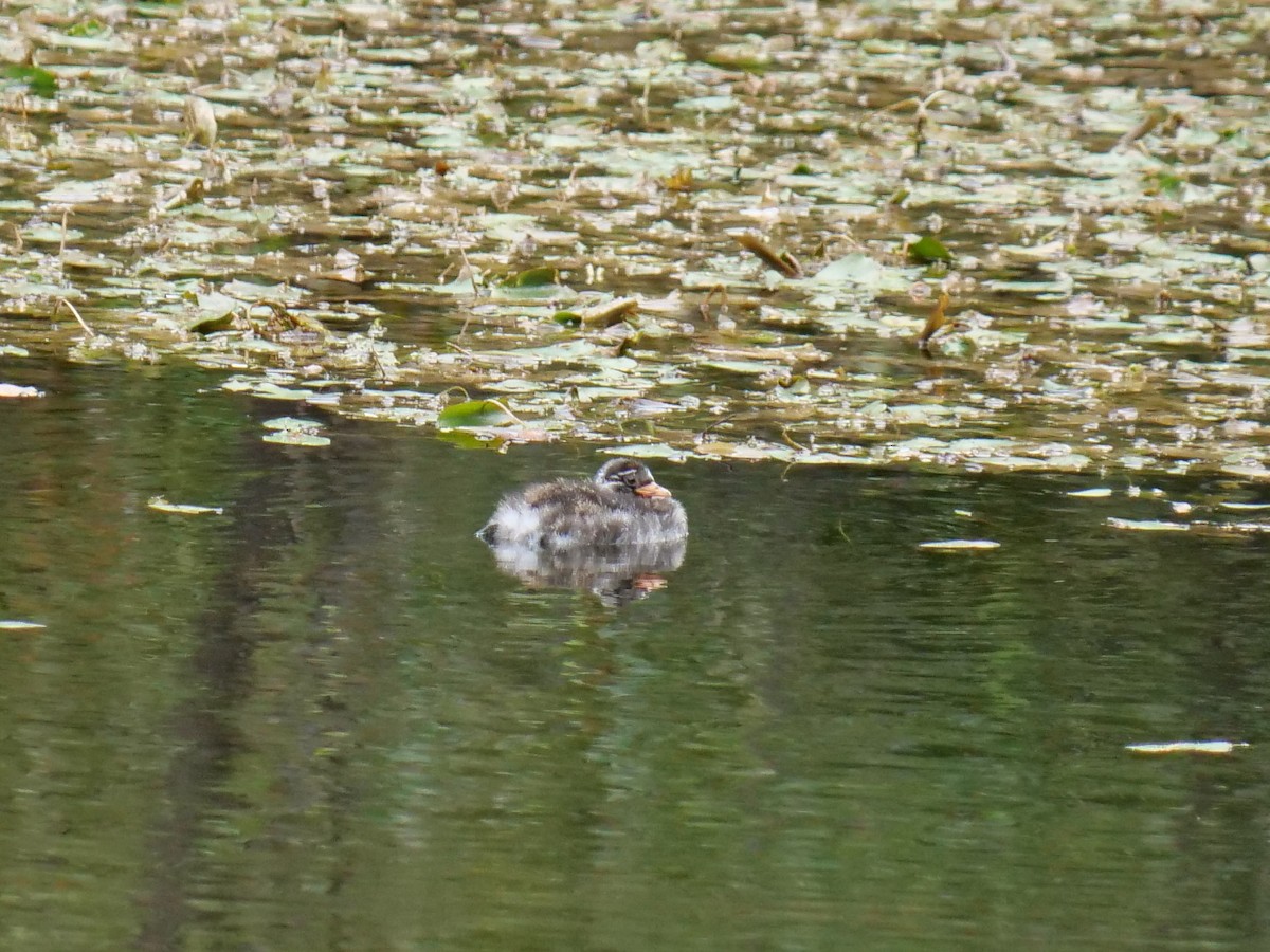 Little Grebe - ML485521991