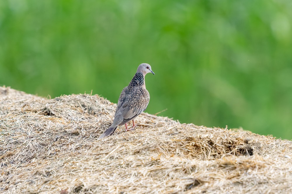 Spotted Dove - ML485522271