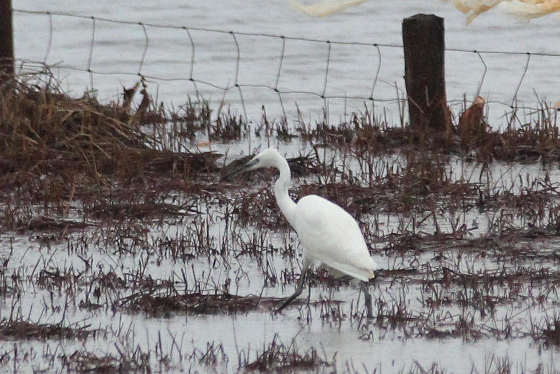 Little Egret - ML48552291