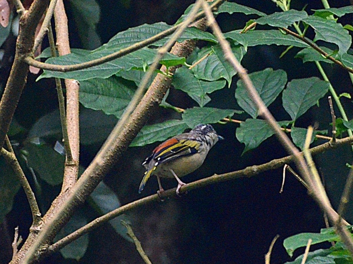 White-browed Shrike-Babbler (Himalayan) - ML485523391