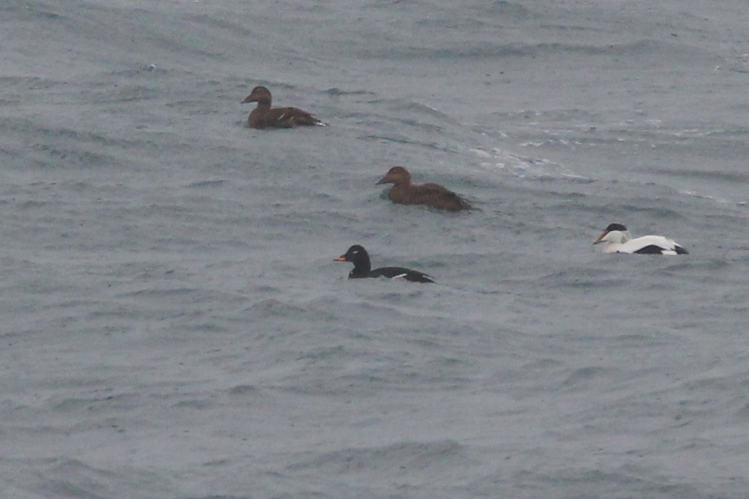 Velvet Scoter - ML48552391