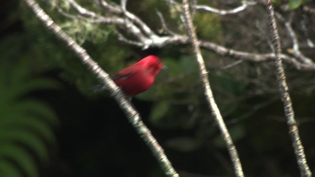 アカハワイミツスイ - ML485524