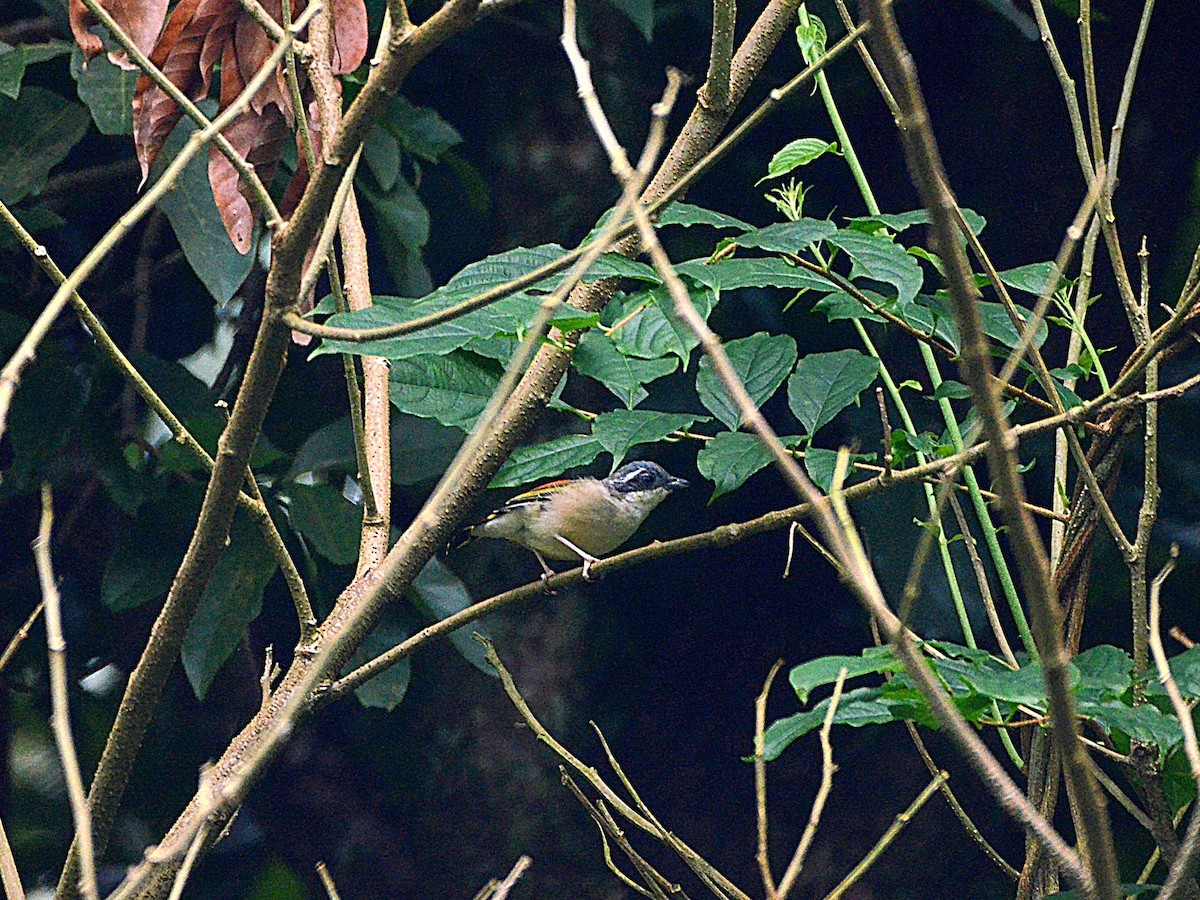 White-browed Shrike-Babbler (Himalayan) - ML485524221