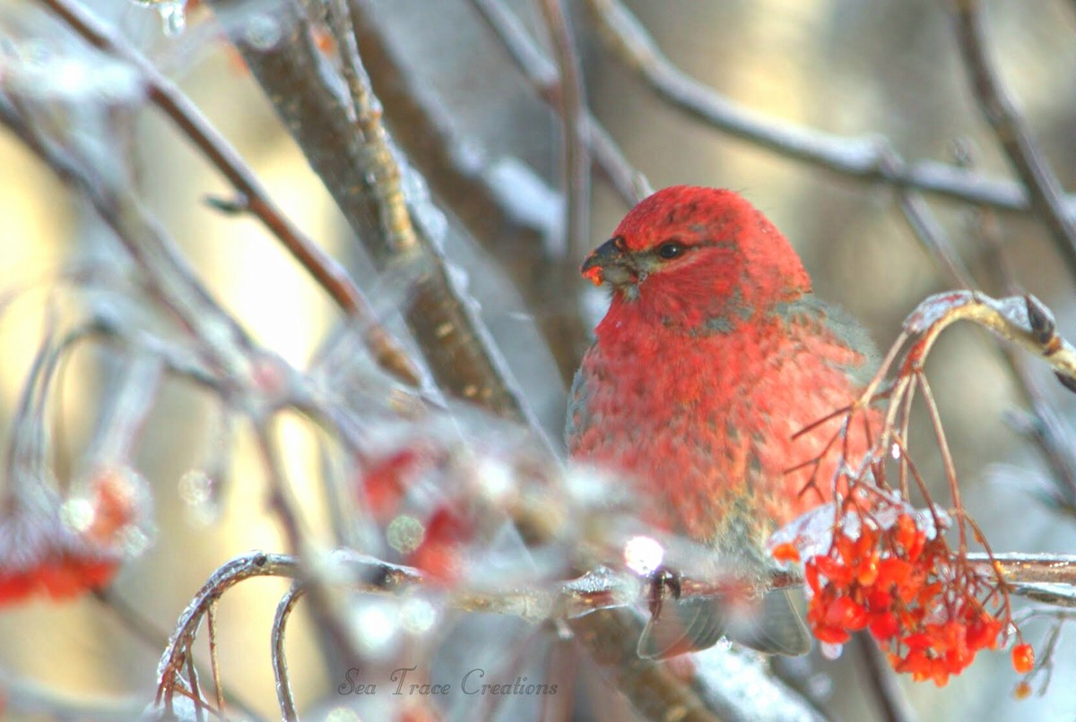 Pine Grosbeak - ML48552451