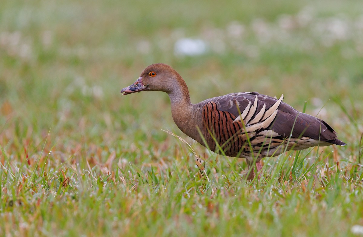 Plumed Whistling-Duck - Luke sbeghen