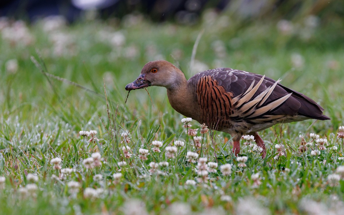 Plumed Whistling-Duck - Luke sbeghen