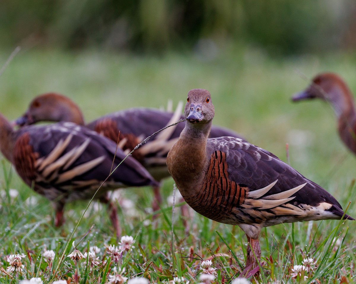 Plumed Whistling-Duck - Luke sbeghen