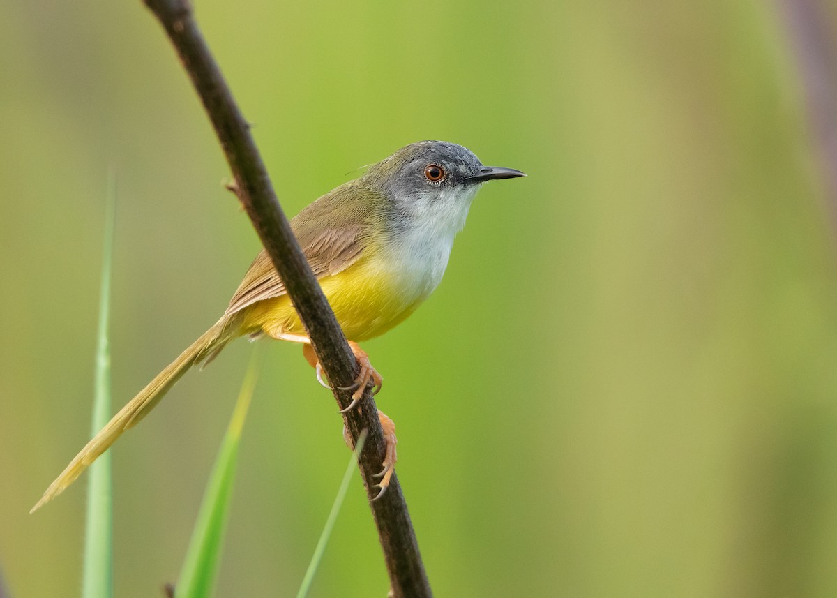 Prinia à ventre jaune (groupe flaviventris) - ML485527781