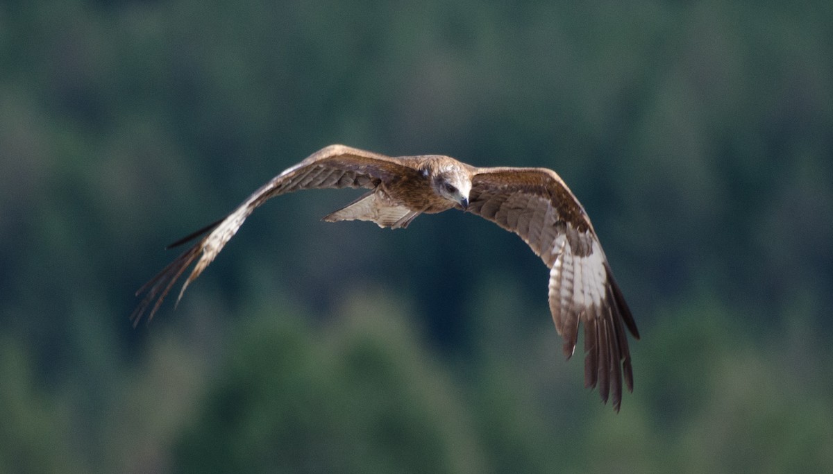 Black Kite - ML485527801