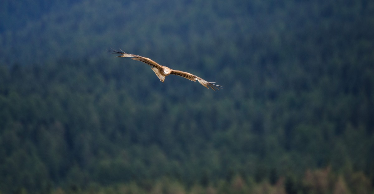 Black Kite - ML485527811