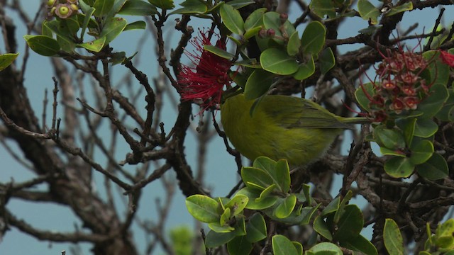 Anianiau de Kauai - ML485528