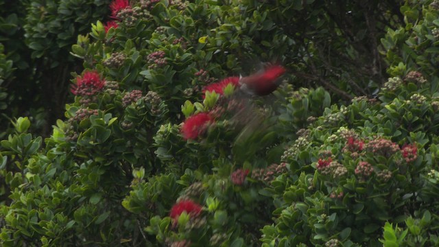 アカハワイミツスイ - ML485529