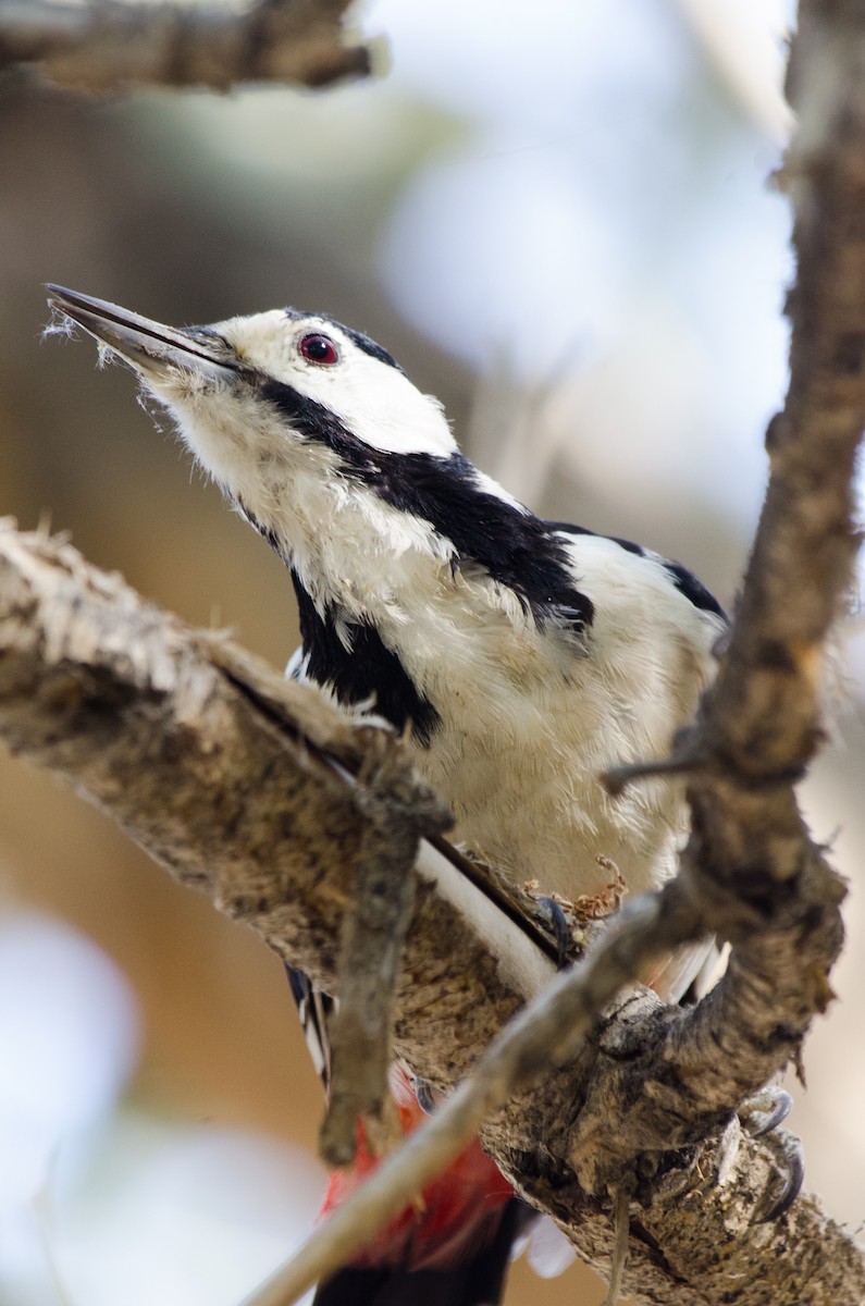 White-winged Woodpecker - ely what