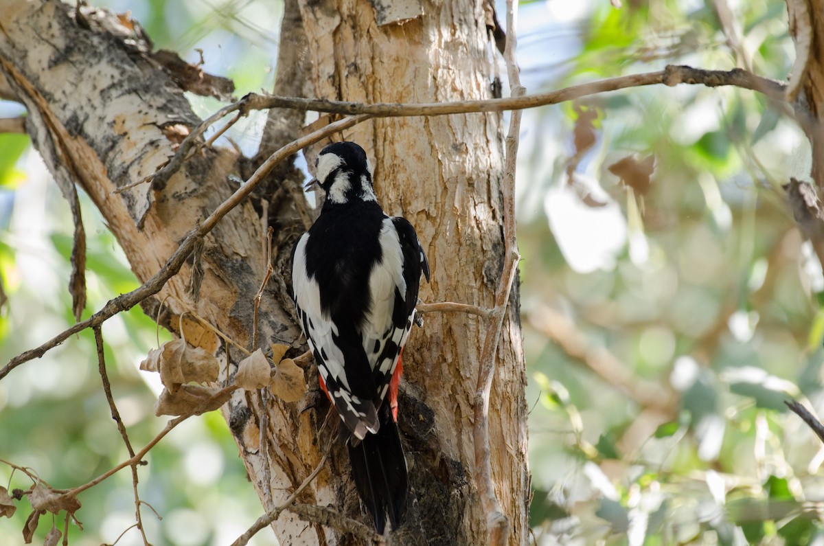 White-winged Woodpecker - ely what