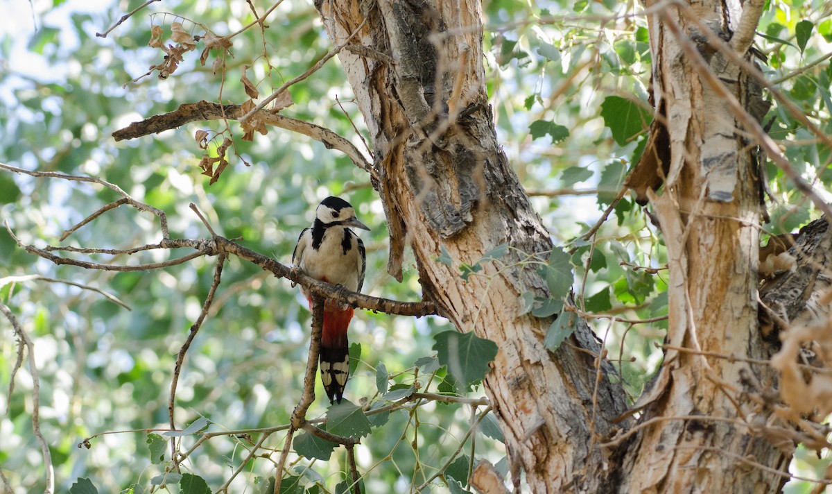 White-winged Woodpecker - ML485529821