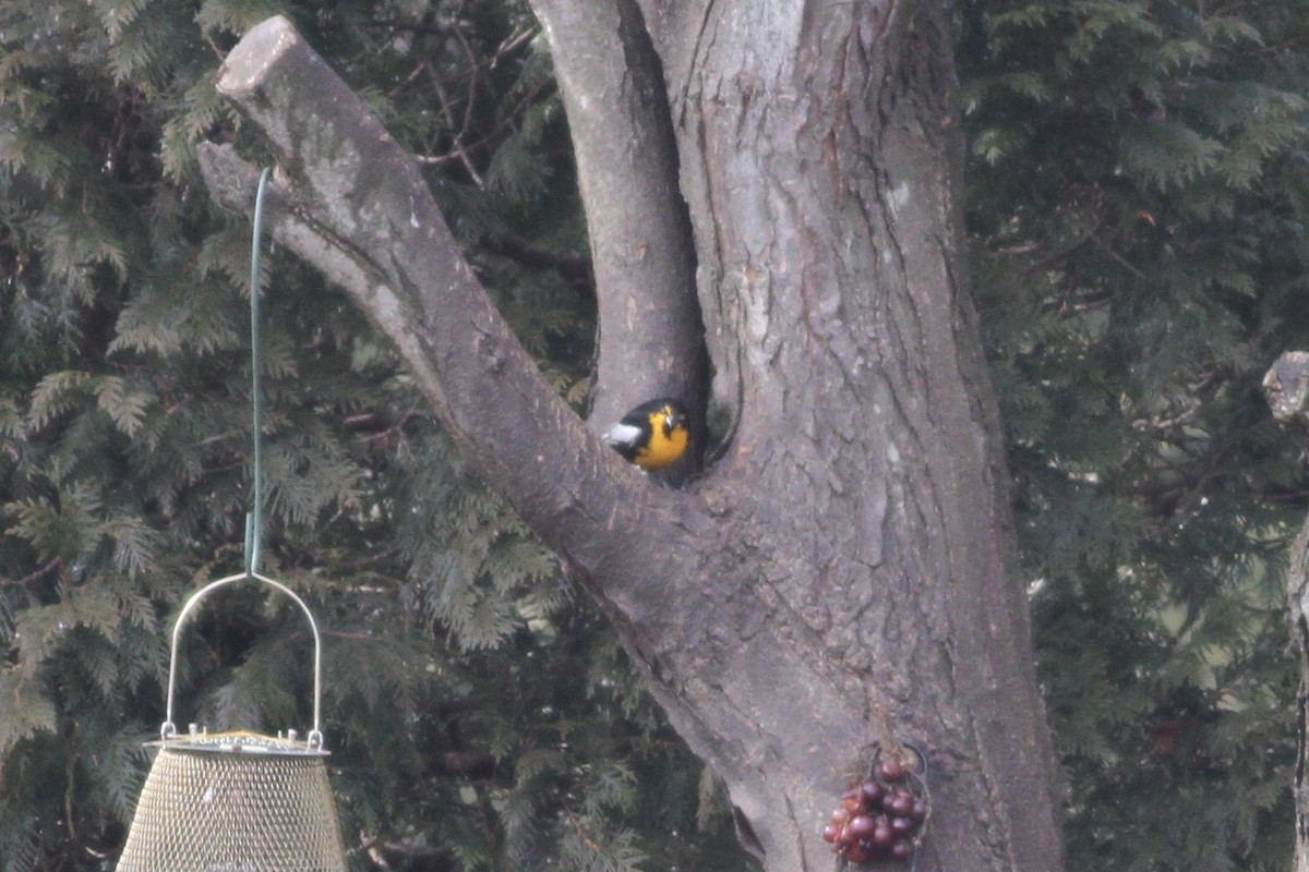 Black-backed Oriole - ML48552991