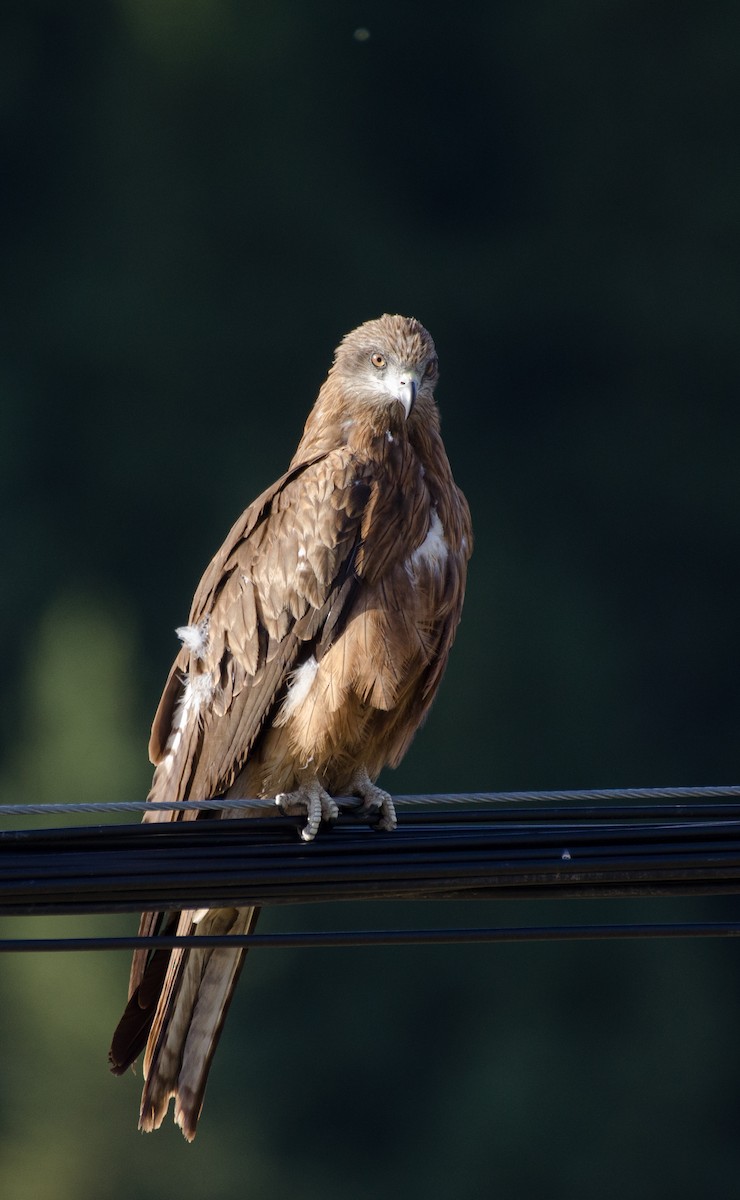 Black Kite - ML485529931