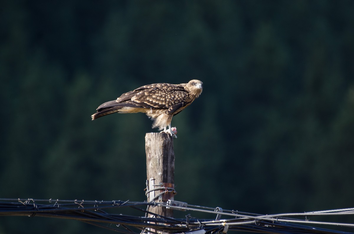 Black Kite - ely what