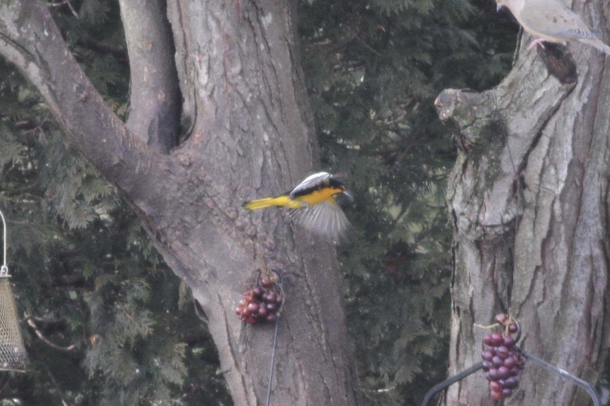 Black-backed Oriole - ML48553001