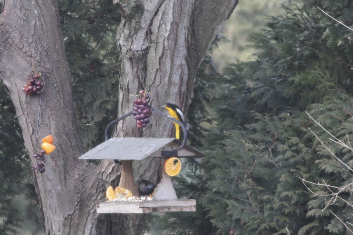 Black-backed Oriole - ML48553011