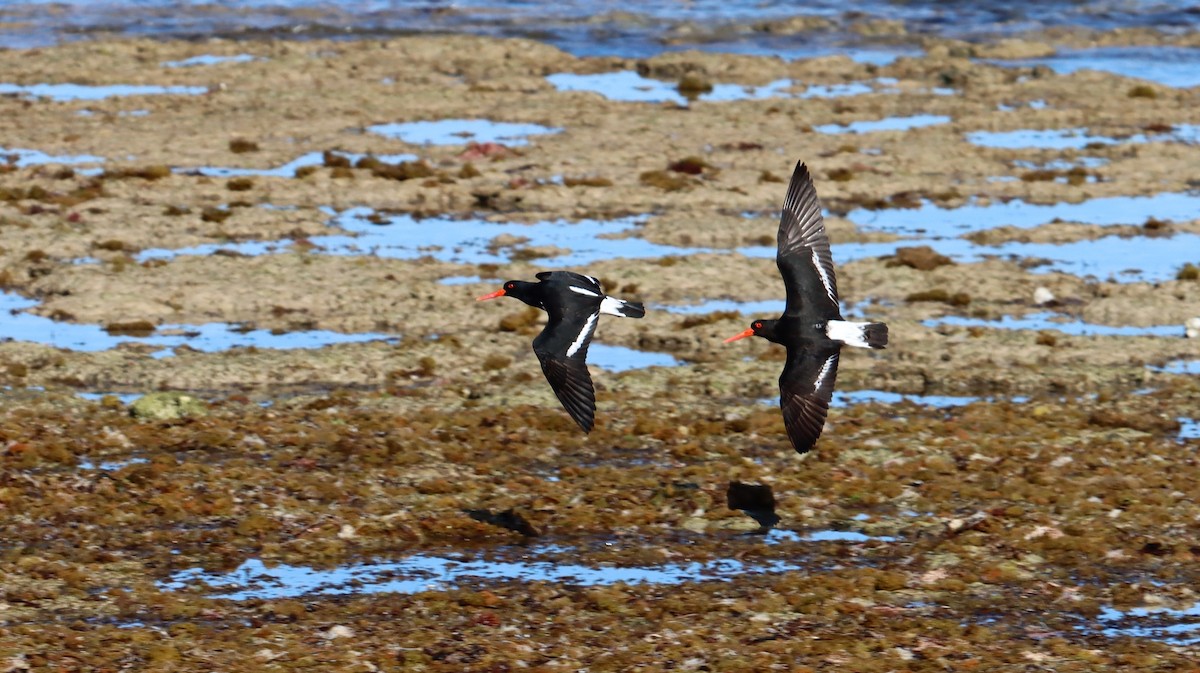 Pied Oystercatcher - ML485530301