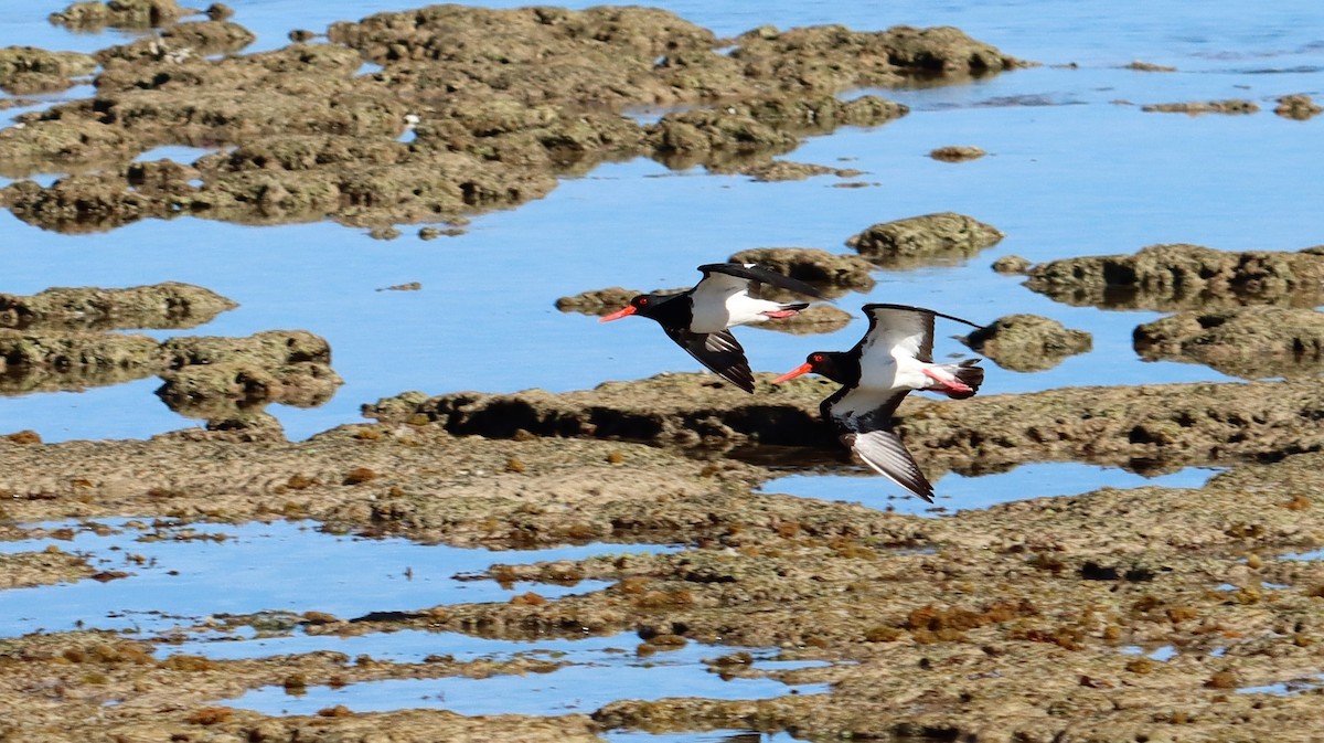 Pied Oystercatcher - ML485530331