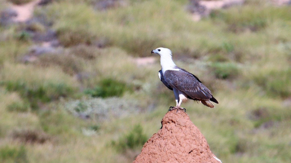 White-bellied Sea-Eagle - ML485530521