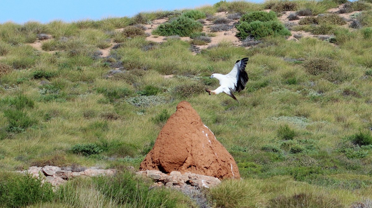 White-bellied Sea-Eagle - ML485530561