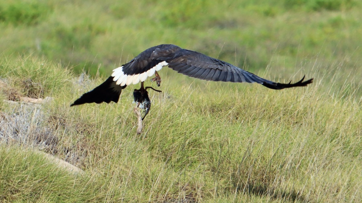 White-bellied Sea-Eagle - ML485530621