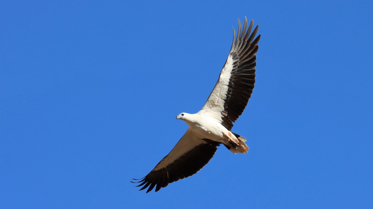 White-bellied Sea-Eagle - ML485530641