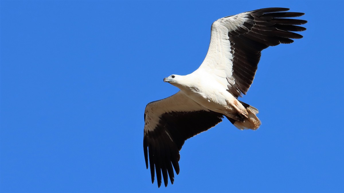 White-bellied Sea-Eagle - ML485530651