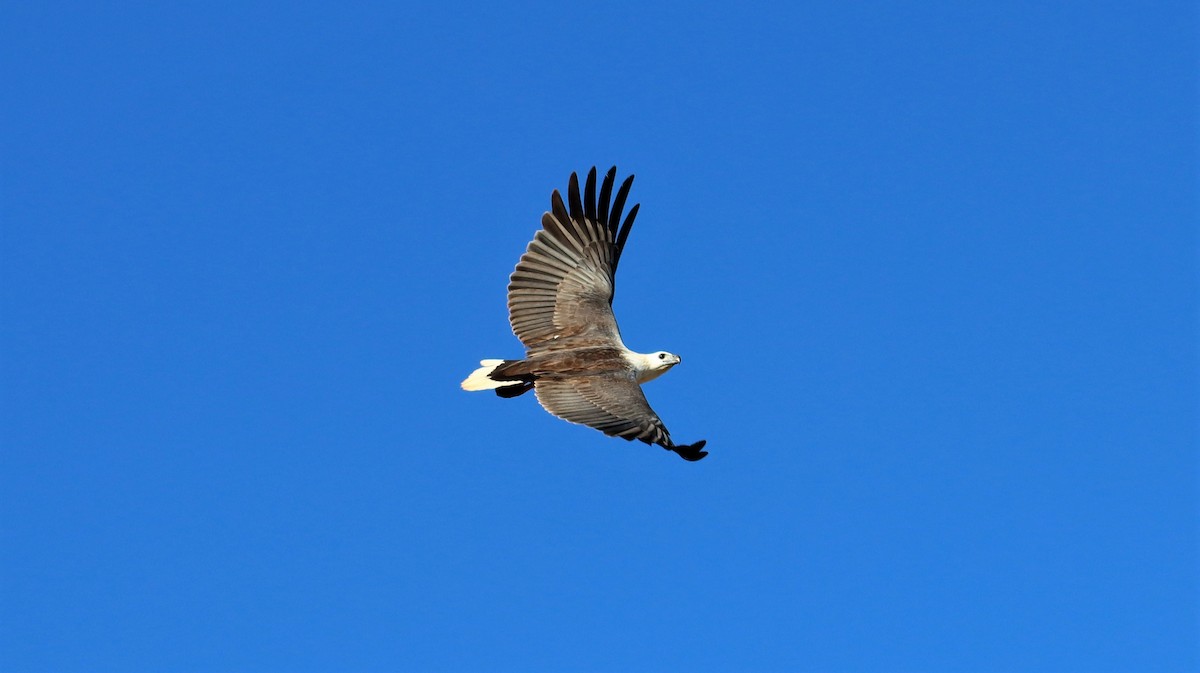 White-bellied Sea-Eagle - ML485530681